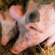 Improving Performance in Pig Farms