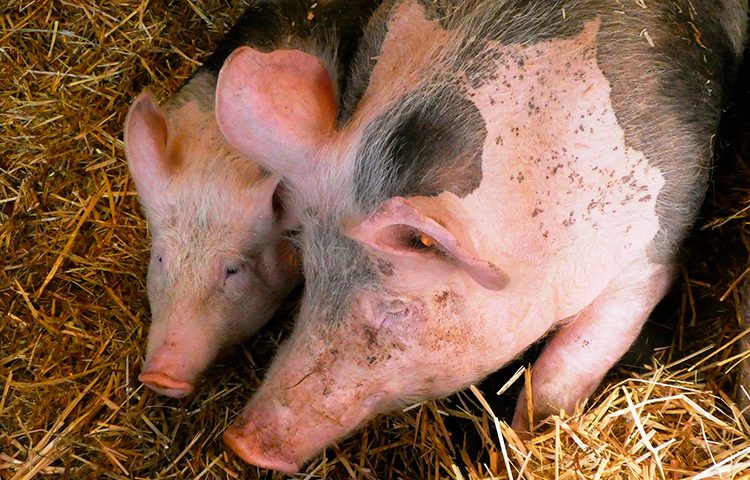 Improving Performance in Pig Farms