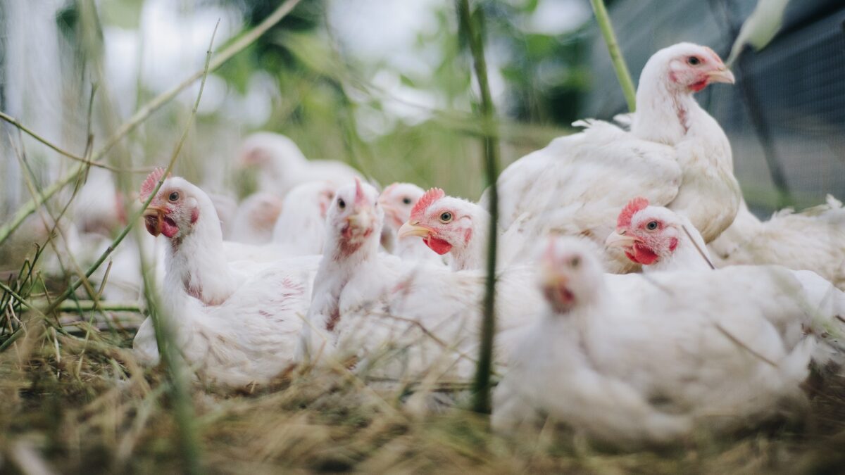 How to identify and prevent mycosis and mycotoxicosis in poultry