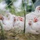 How to identify and prevent mycosis and mycotoxicosis in poultry