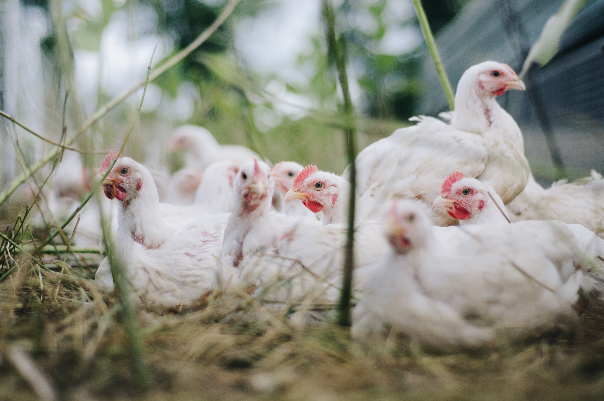 How to identify and prevent mycosis and mycotoxicosis in poultry