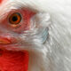 Coccidiosis: a widespread disease in Chinese poultry farms
